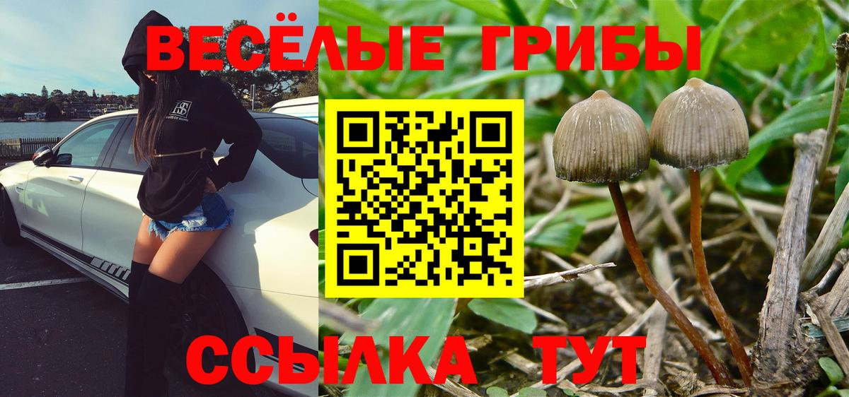 Псилоцибиновые грибы Psilocybe Карачаевск